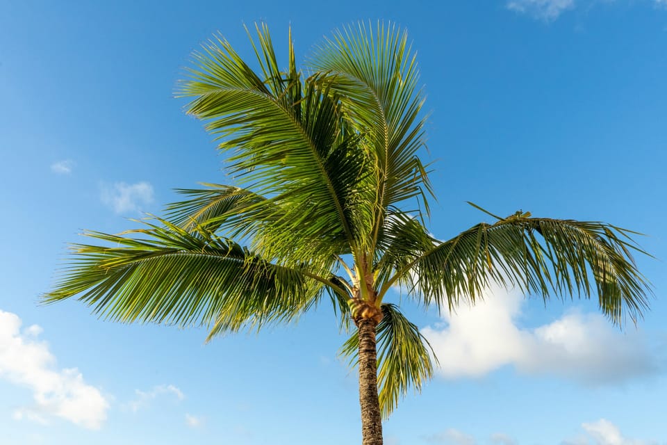 Power Falls Out Of The Coconut Tree